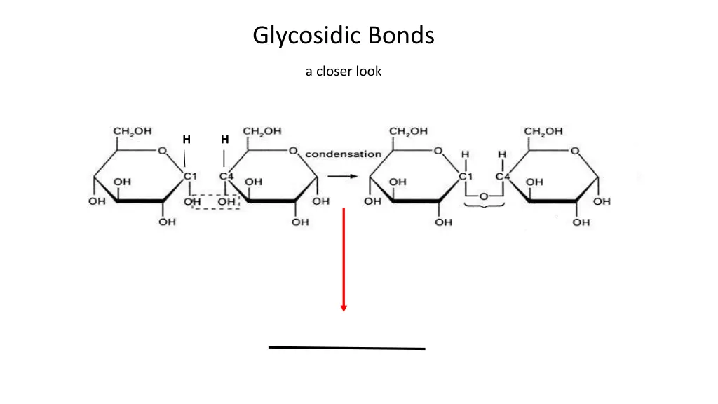 glycosidic bonds a closer look