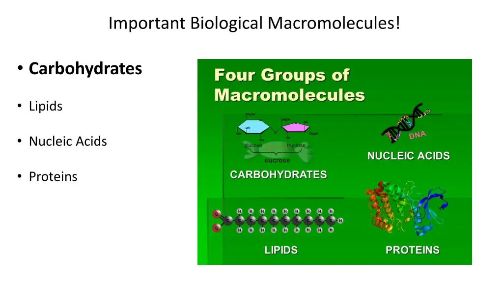 important biological macromolecules