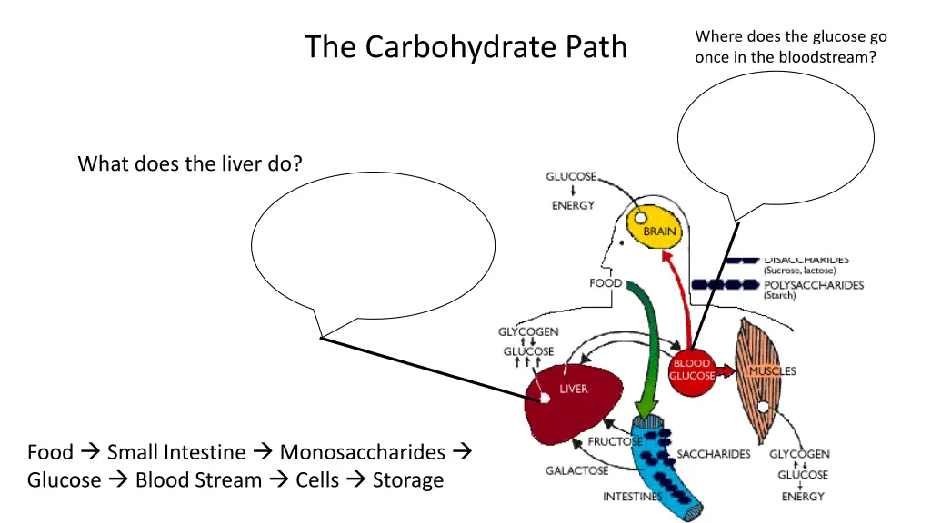 where does the glucose go once in the bloodstream