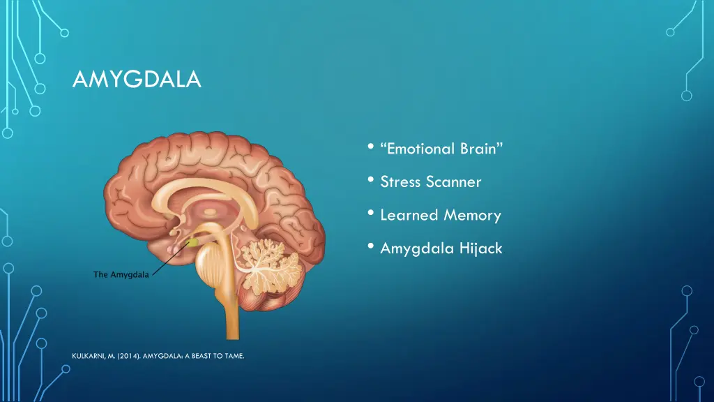 amygdala