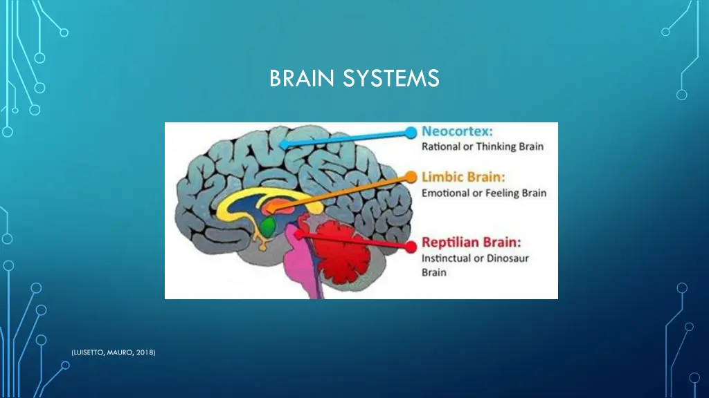 brain systems