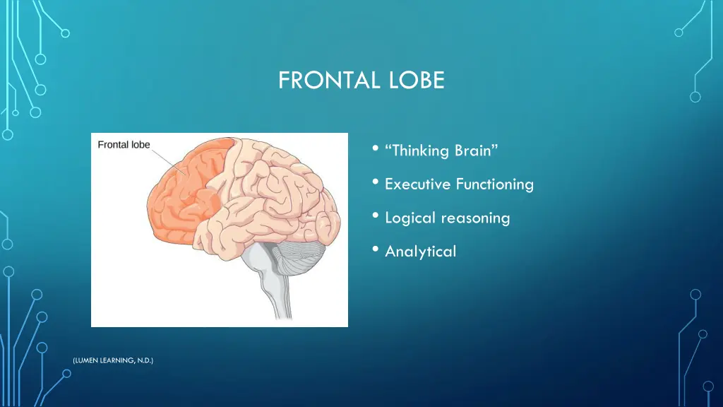 frontal lobe