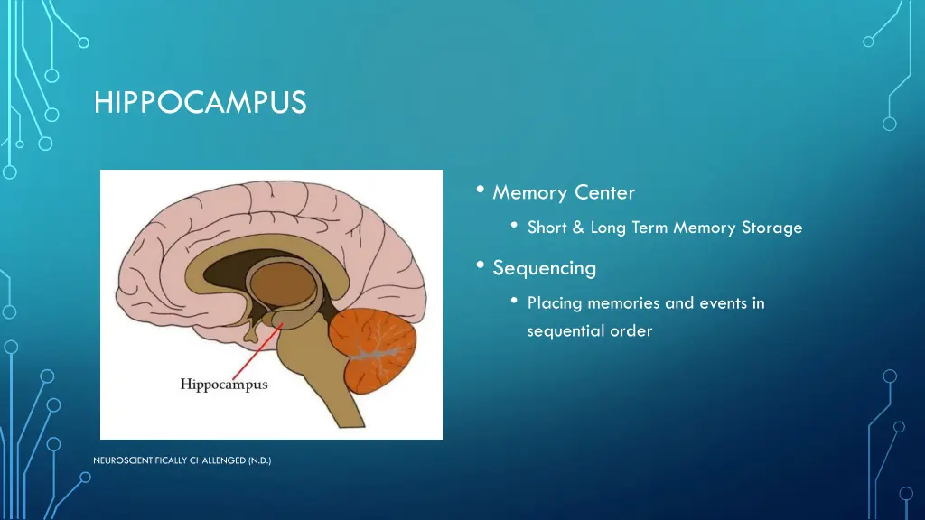 hippocampus