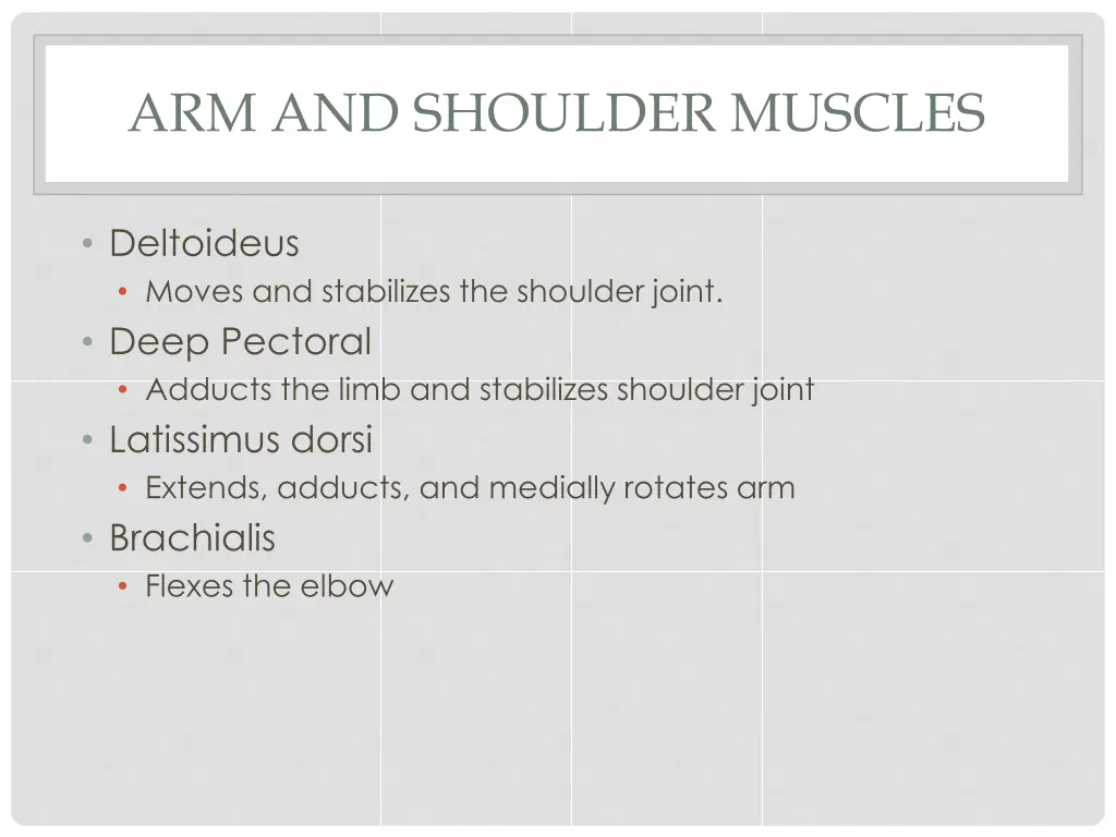 arm and shoulder muscles 2