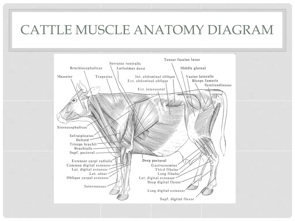 cattle muscle anatomy diagram