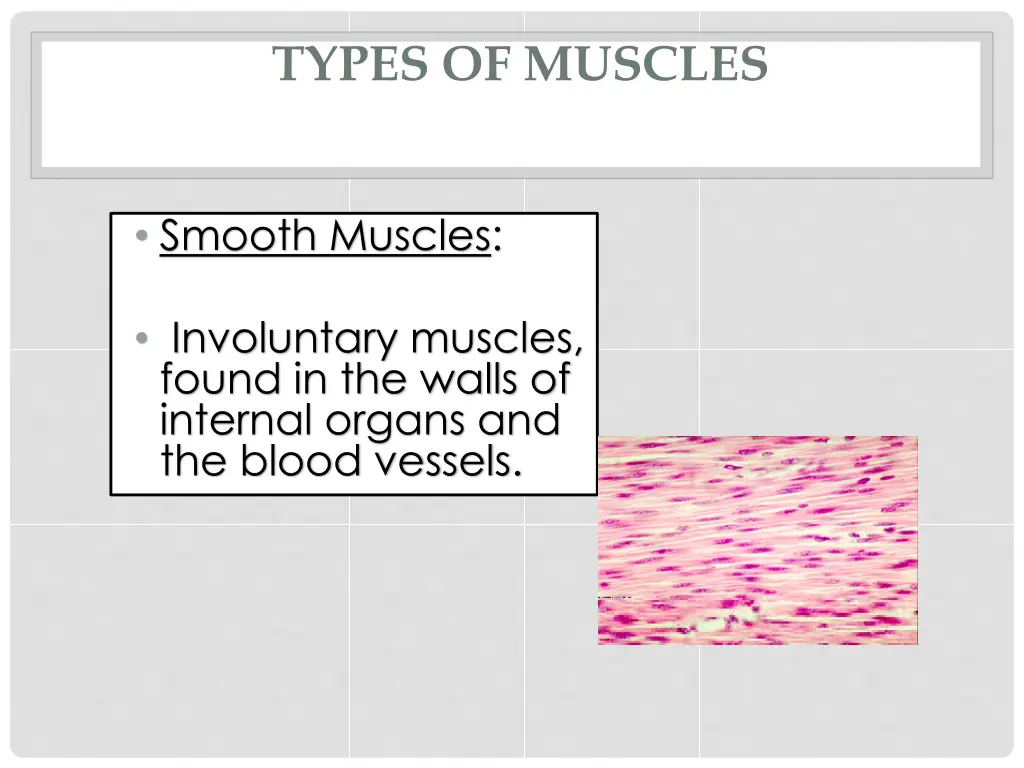 types of muscles 1