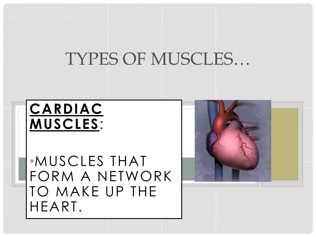 types of muscles 2