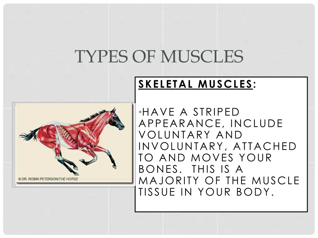 types of muscles