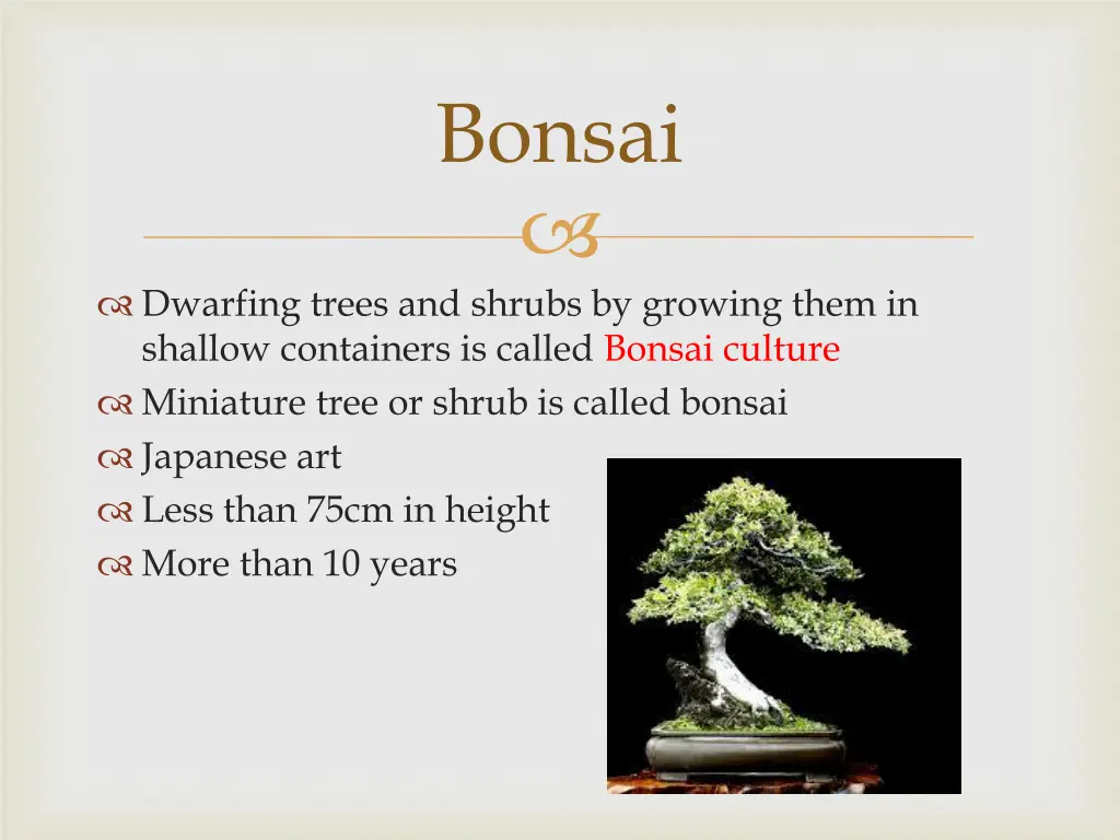 bonsai