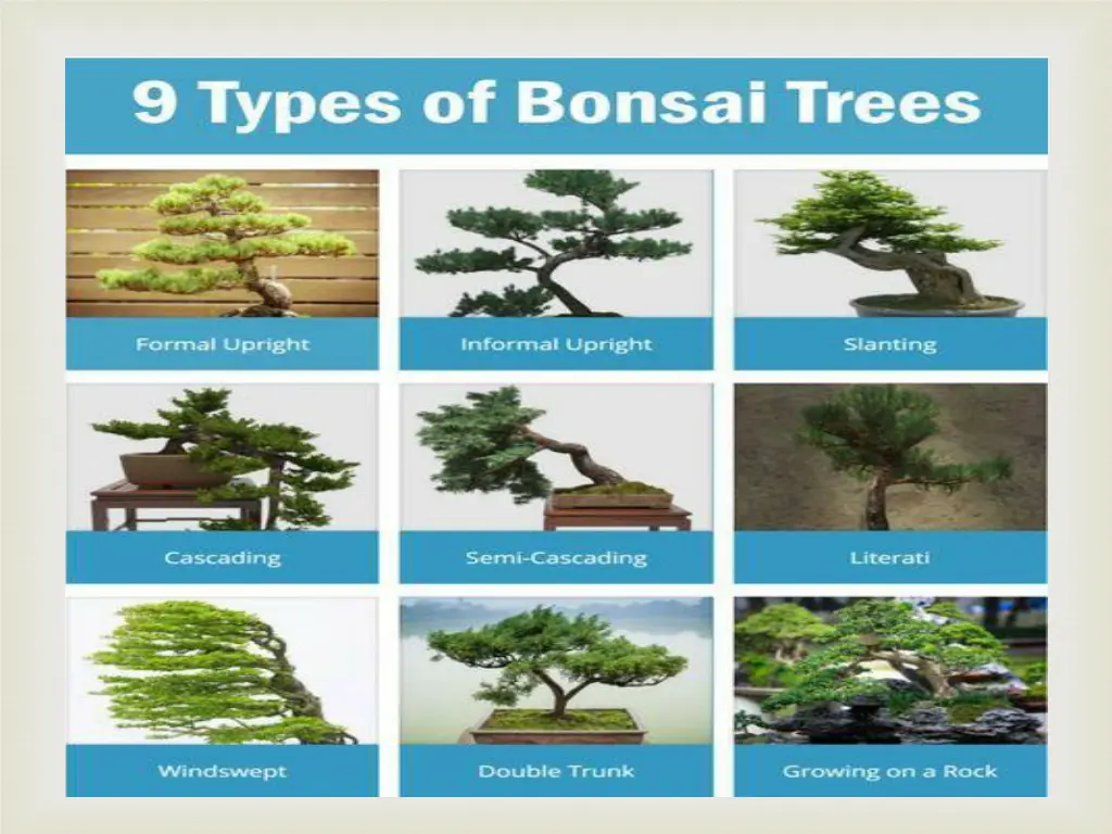 slide19