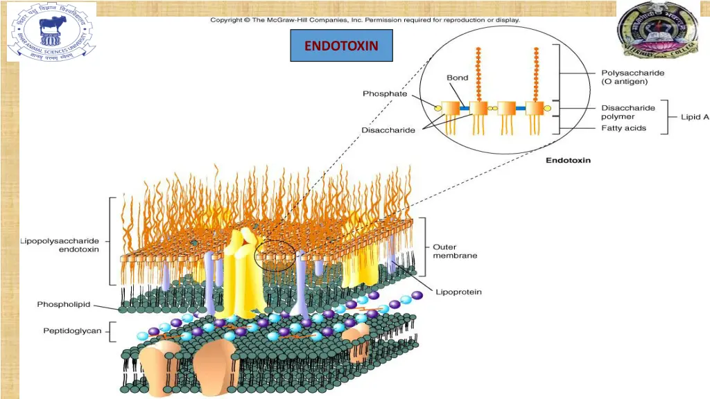 endotoxin
