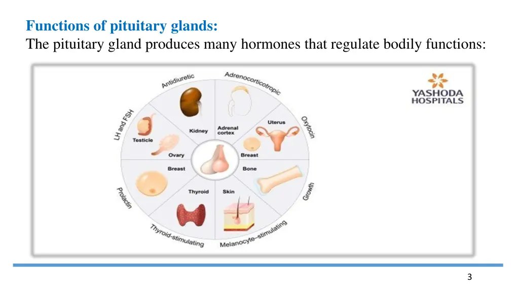 functions of pituitary glands the pituitary gland