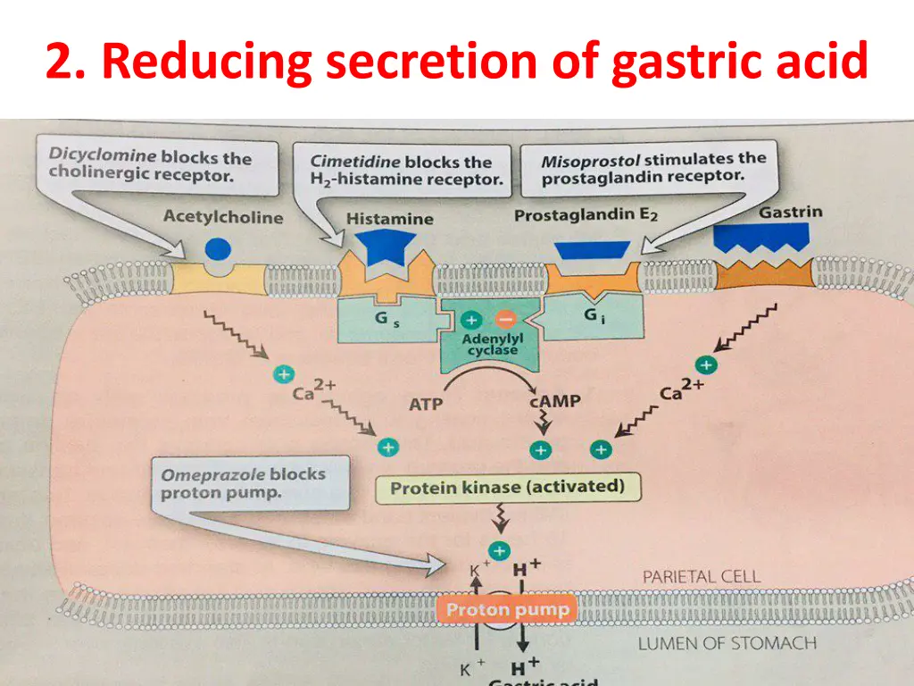 2 reducing secretion of gastric acid