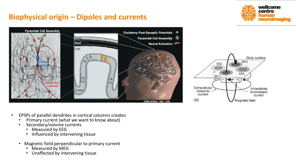 biophysical origin dipoles and currents