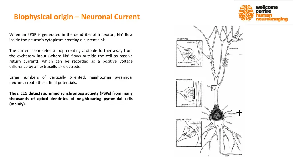 biophysical origin neuronal current