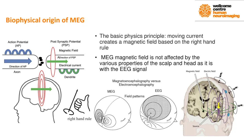 biophysical origin of meg