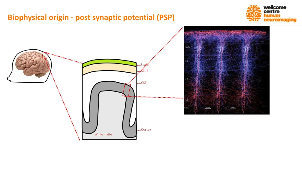 biophysical origin post synaptic potential psp