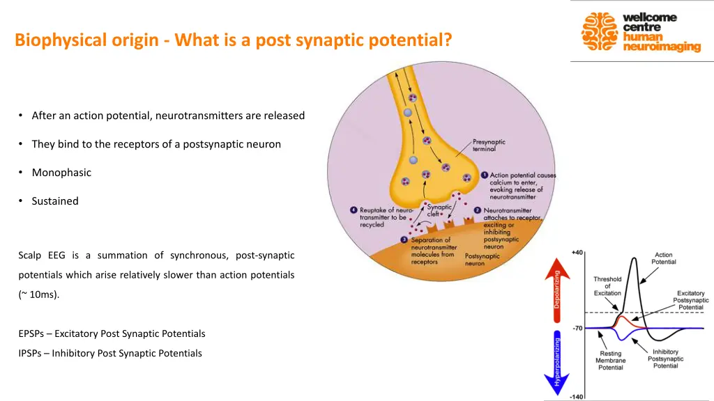 biophysical origin what is a post synaptic