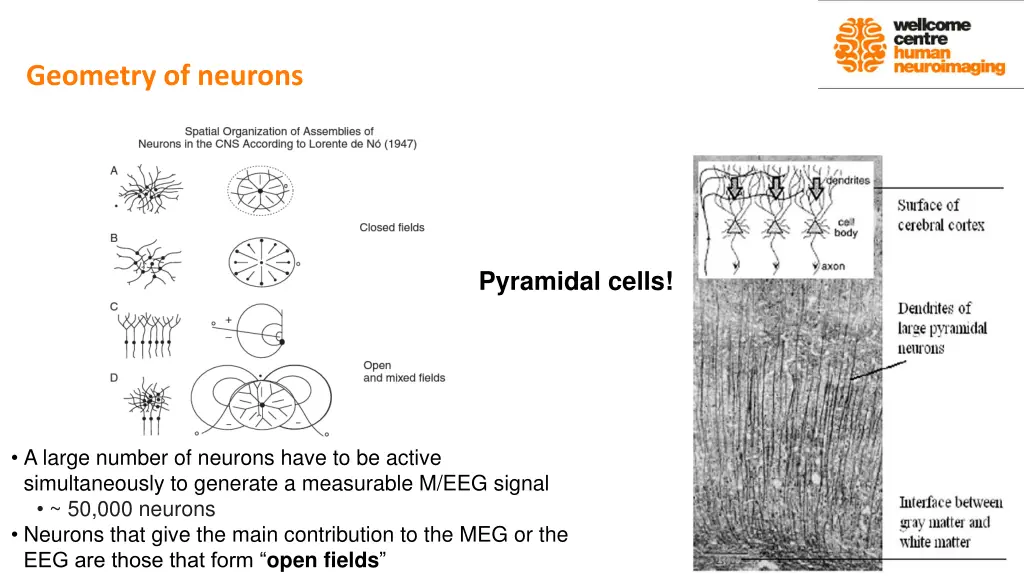 geometry of neurons