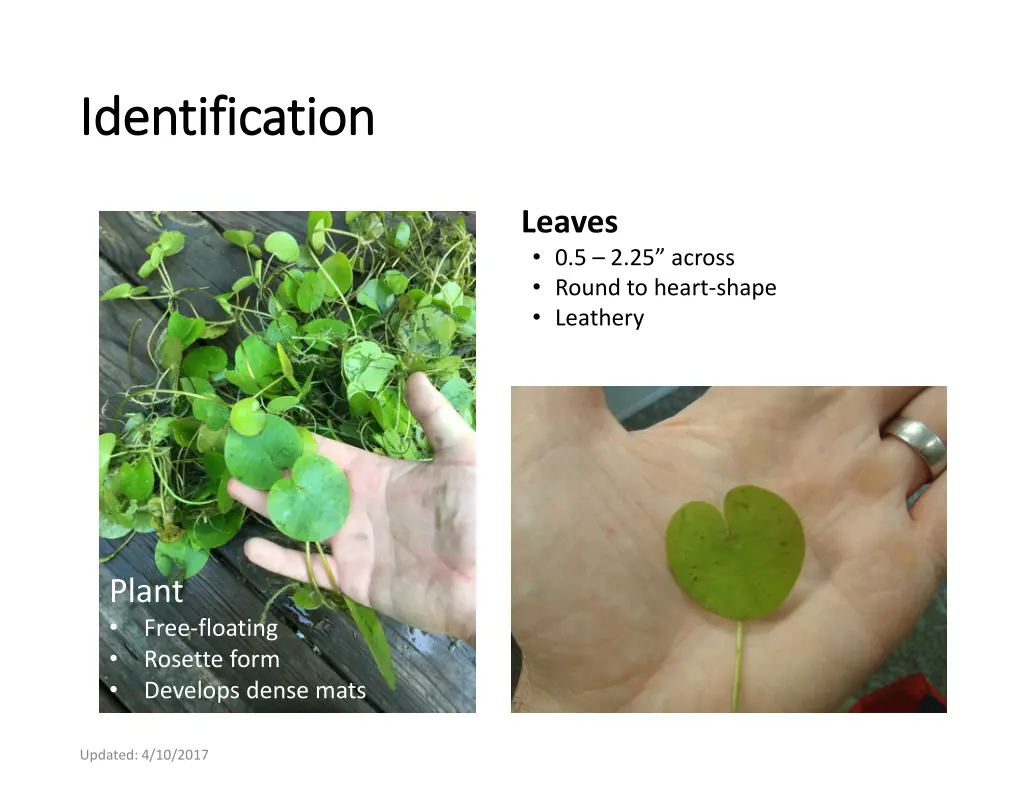 identification identification 1