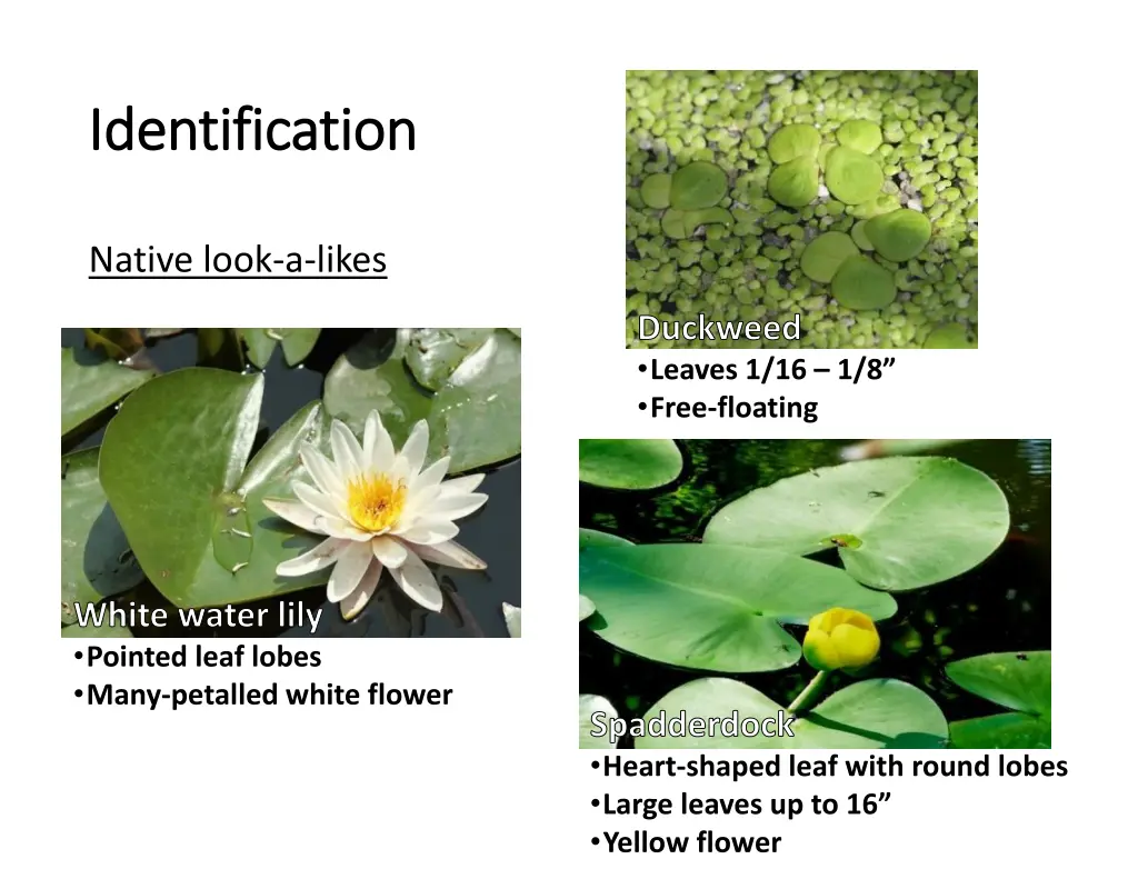 identification identification 2