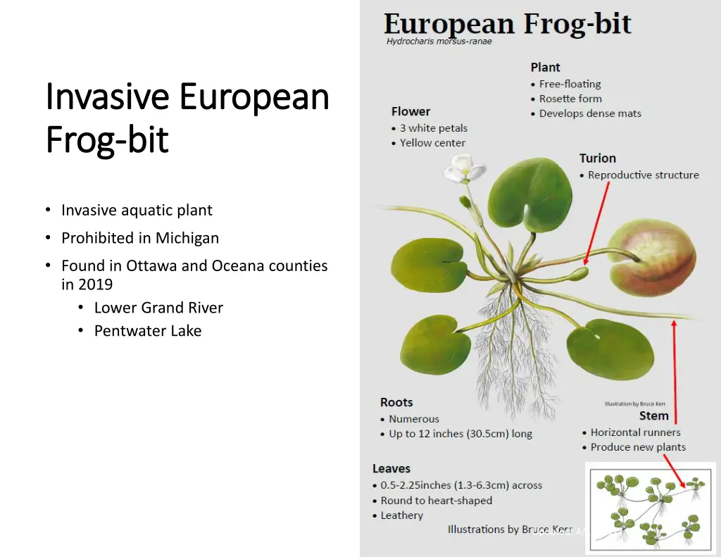 invasive european invasive european frog frog