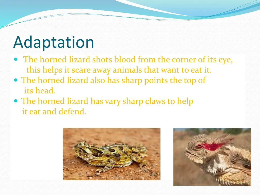 adaptation the horned lizard shots blood from