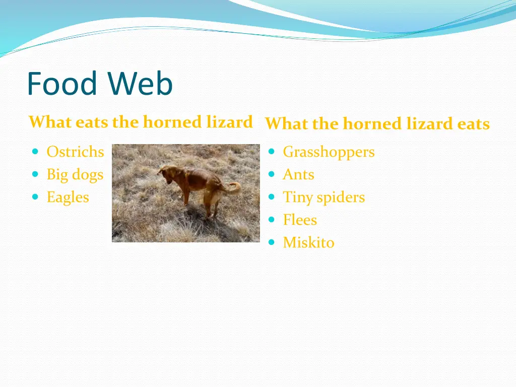 food web