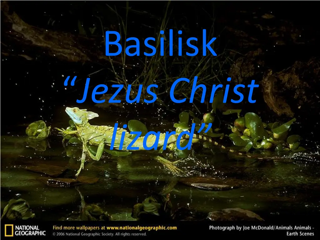 basilisk jezus christ lizard