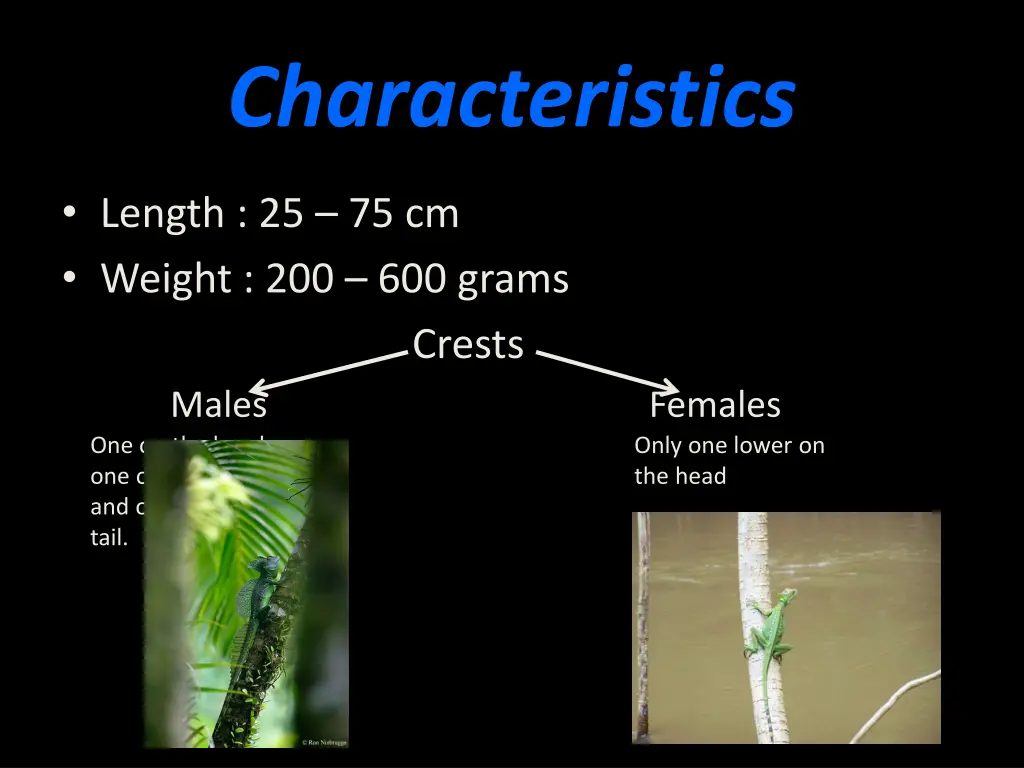characteristics