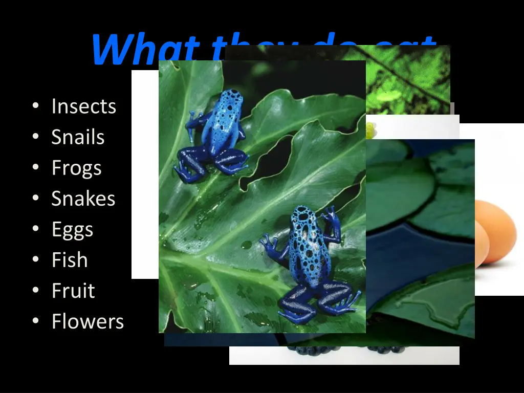 what they do eat
