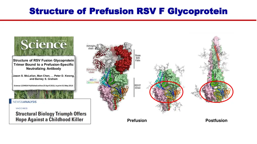 structure of prefusion rsv f glycoprotein