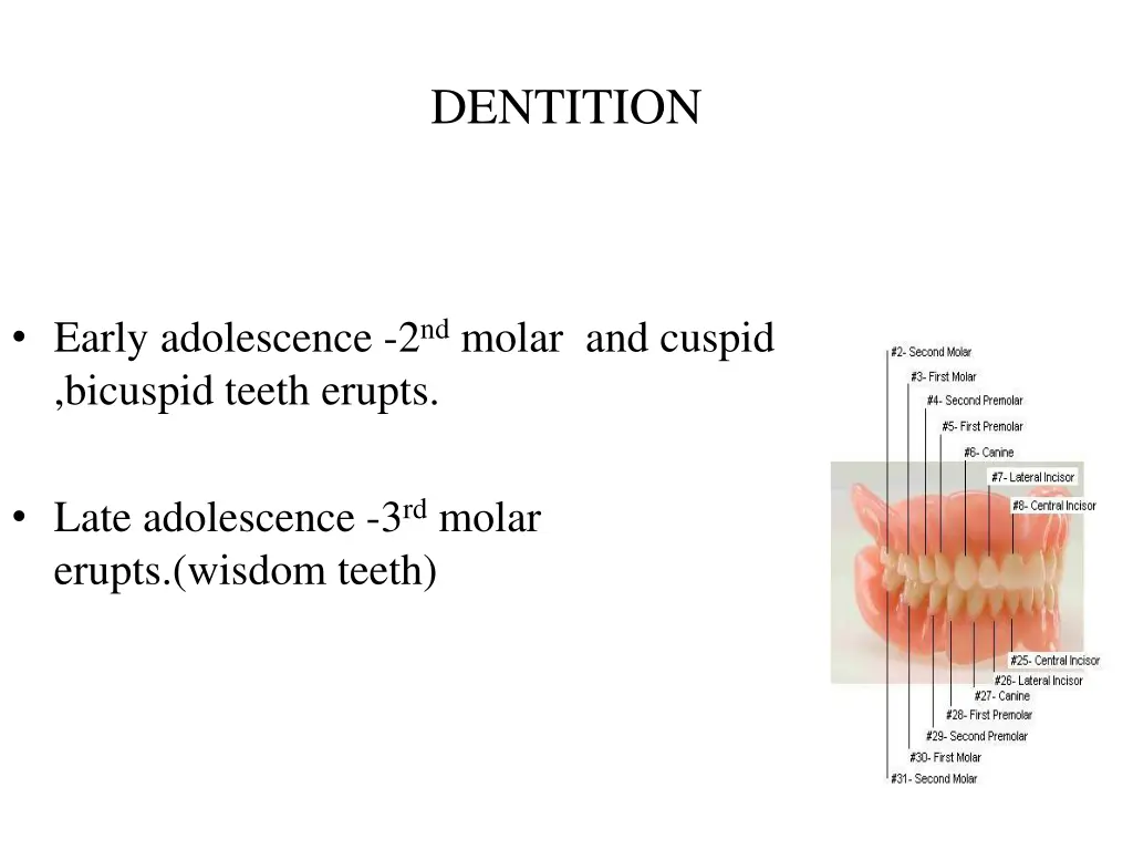 dentition