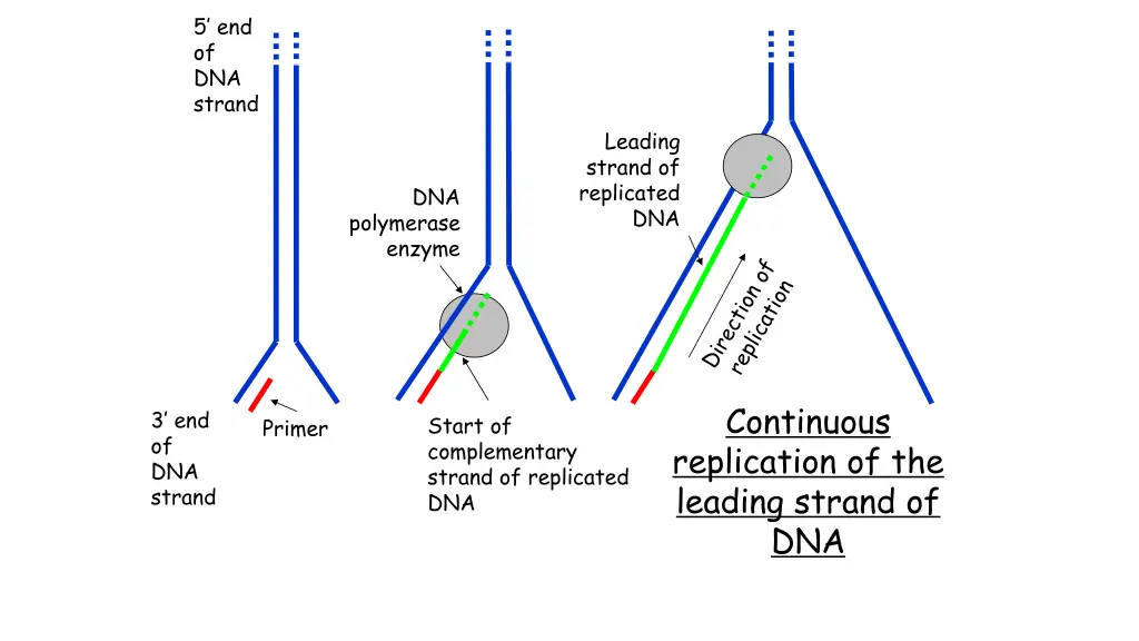 5 end of dna strand