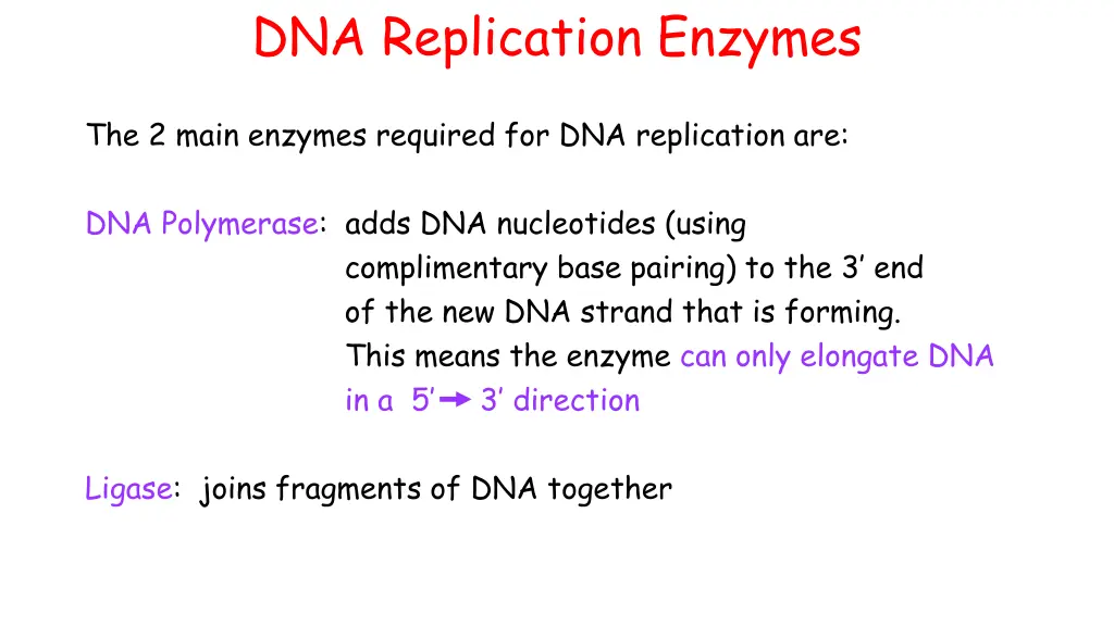 dna replication enzymes