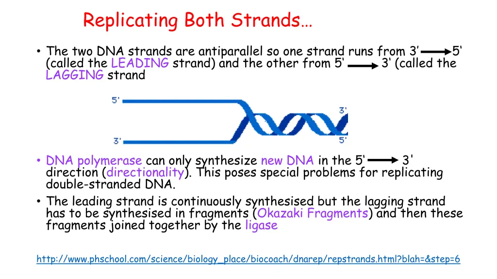 replicating both strands