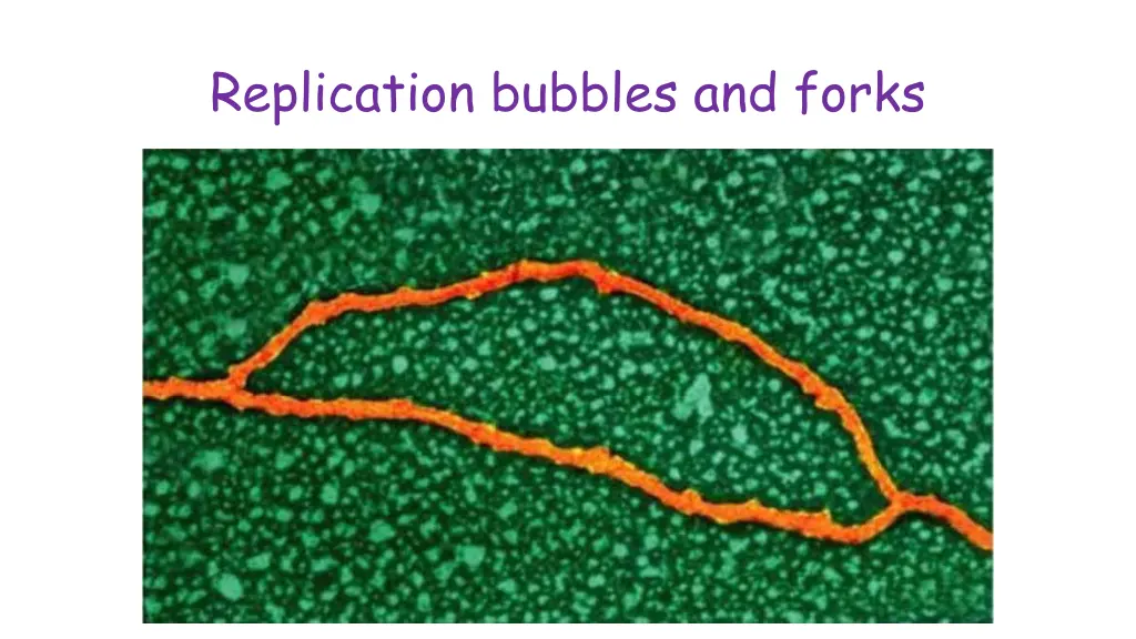 replication bubbles and forks
