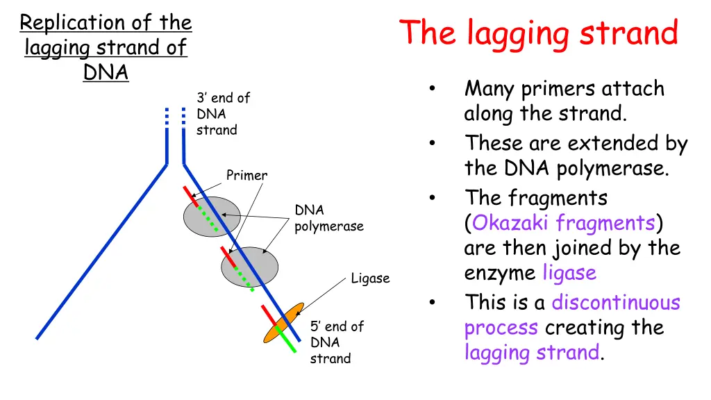 replication of the lagging strand of dna