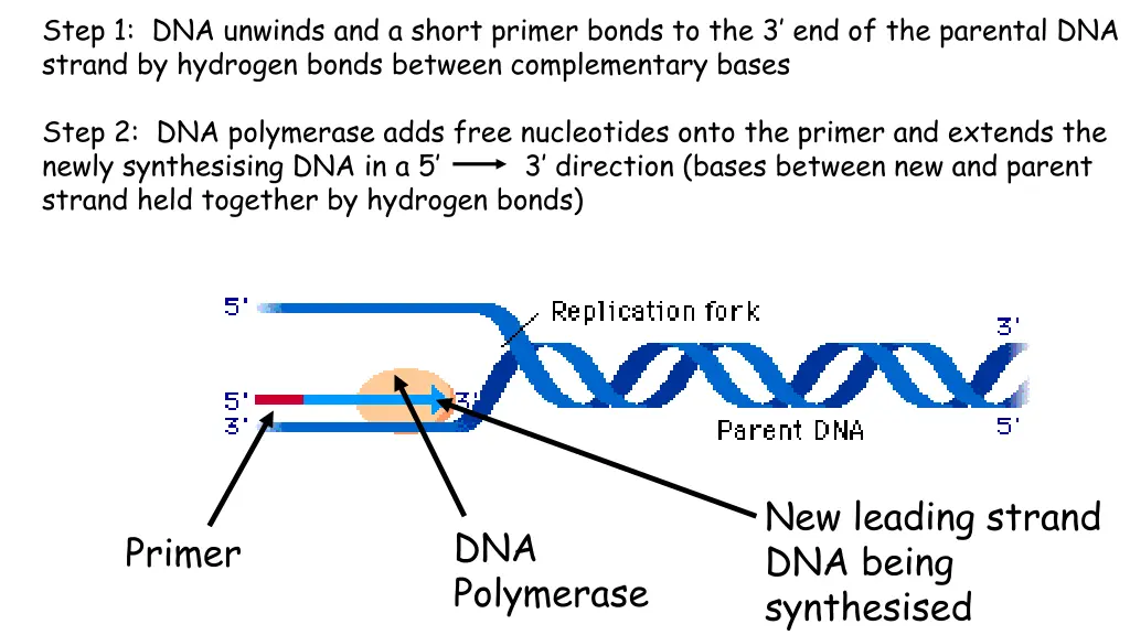 step 1 dna unwinds and a short primer bonds