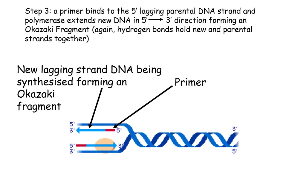 step 3 a primer binds to the 5 lagging parental