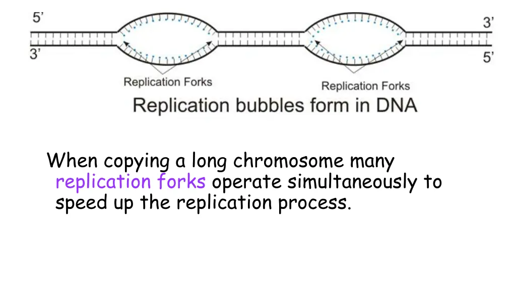 when copying a long chromosome many replication