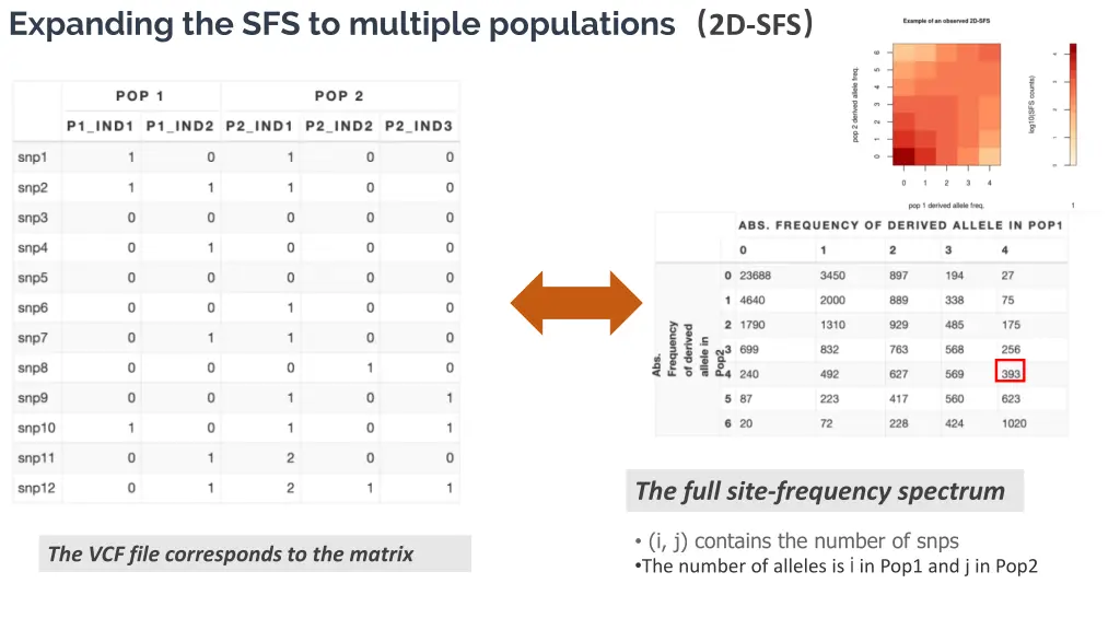 expanding the sfs to multiple populations 2d sfs