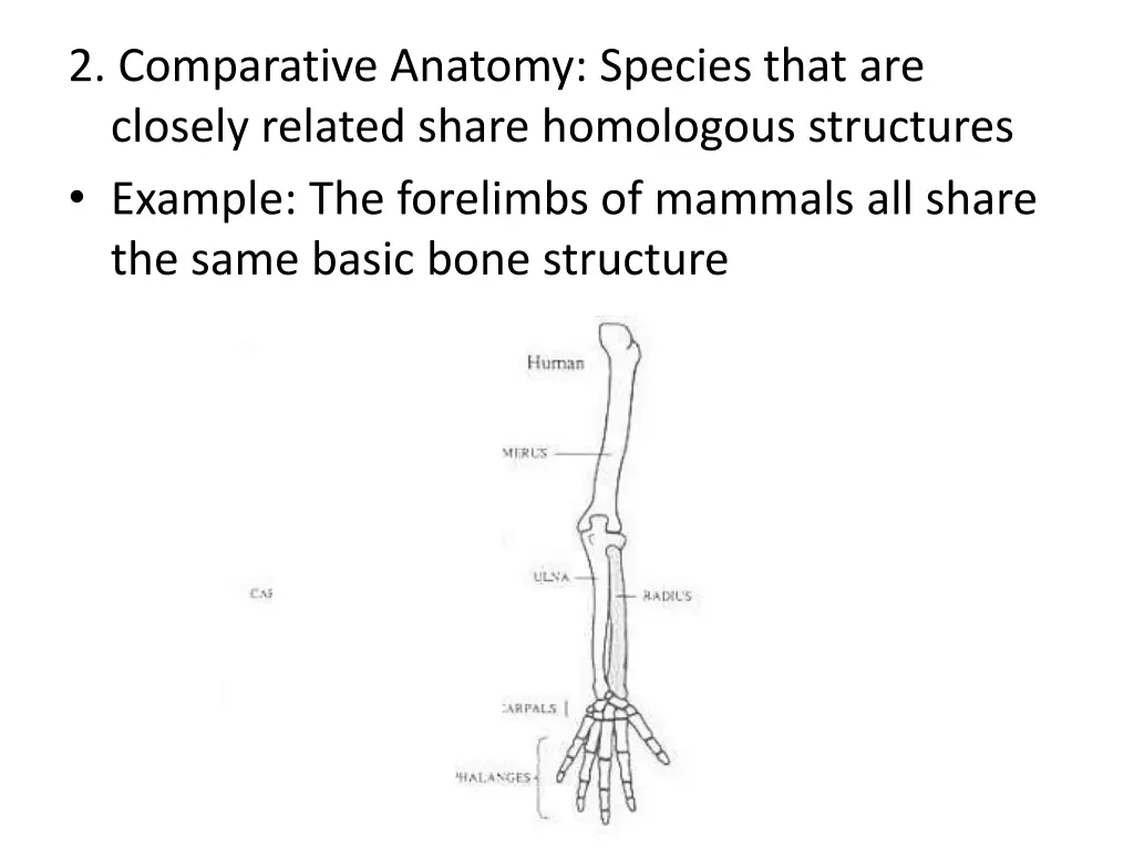 2 comparative anatomy species that are closely 2