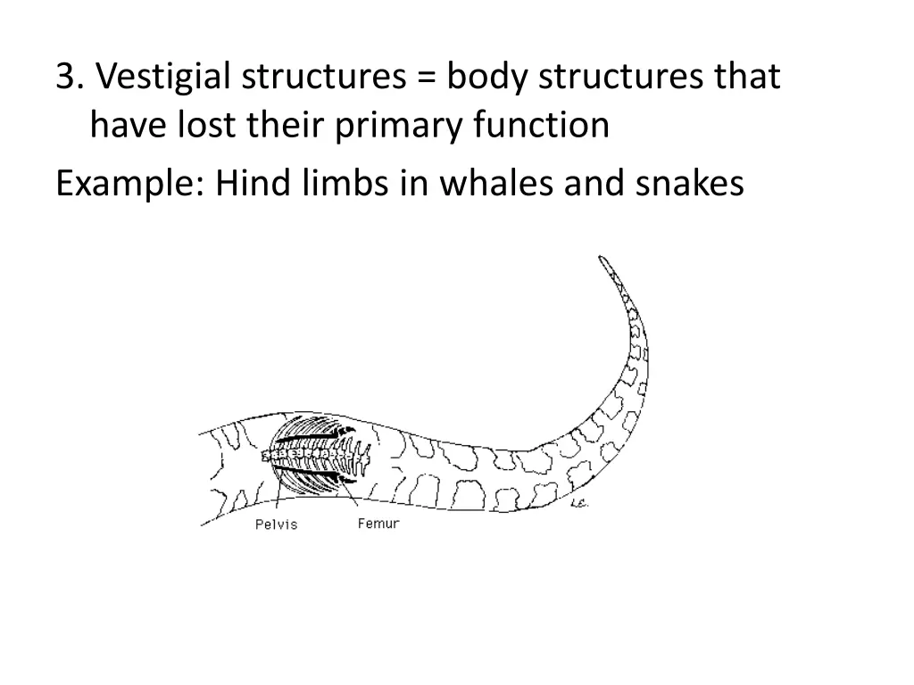 3 vestigial structures body structures that have 1
