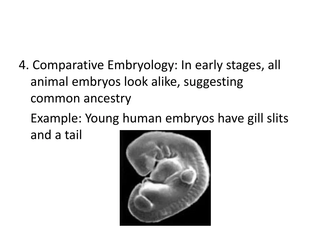 4 comparative embryology in early stages 1