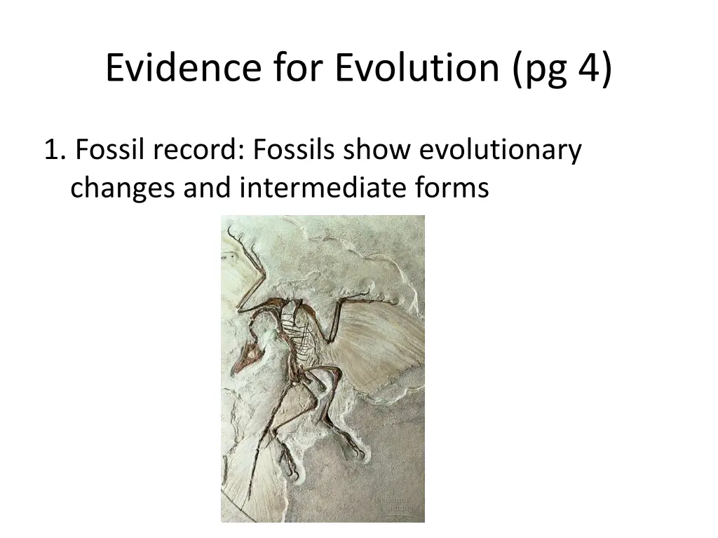 evidence for evolution pg 4 1