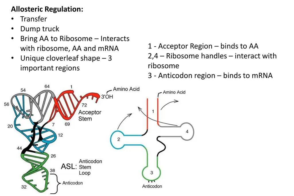 allosteric regulation transfer dump truck bring