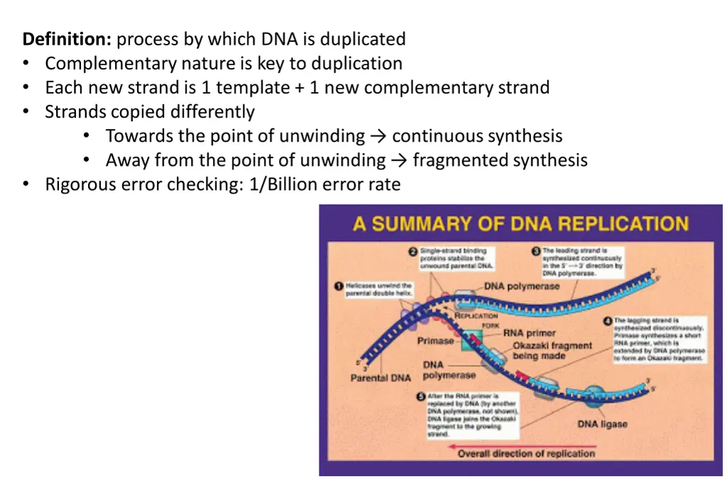 definition process by which dna is duplicated