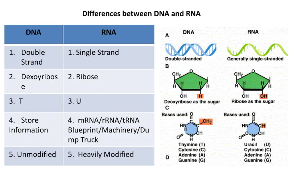 differences between dna and rna