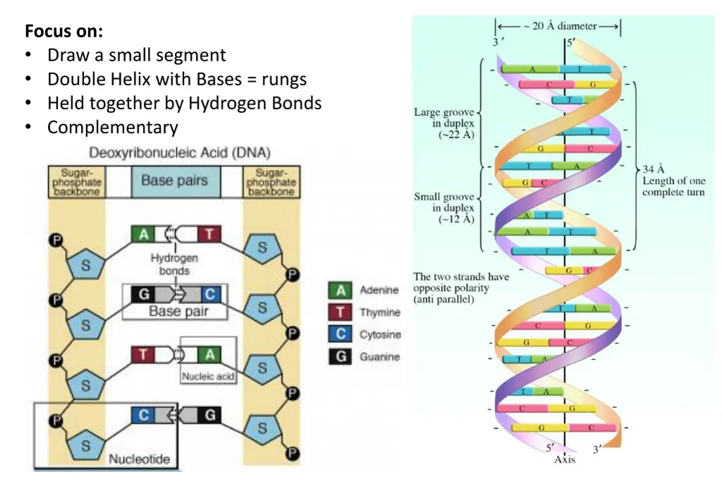 focus on draw a small segment double helix with